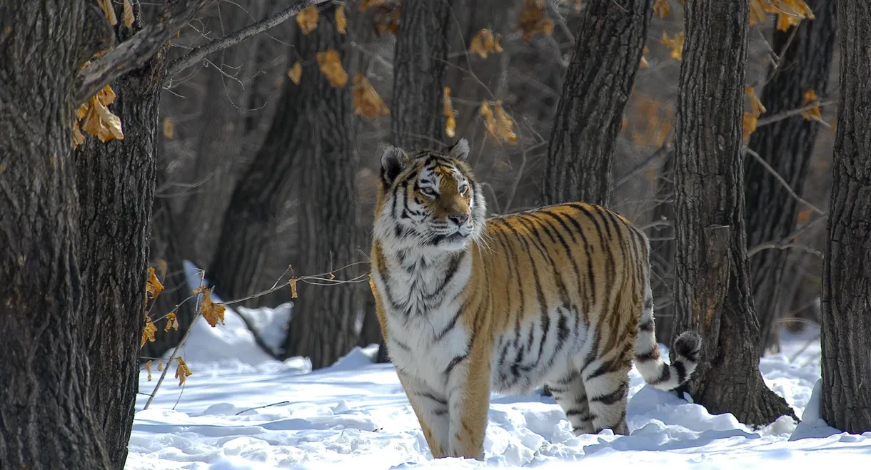 Russia - In the Realm of Tigers, Bears and Volcanoes