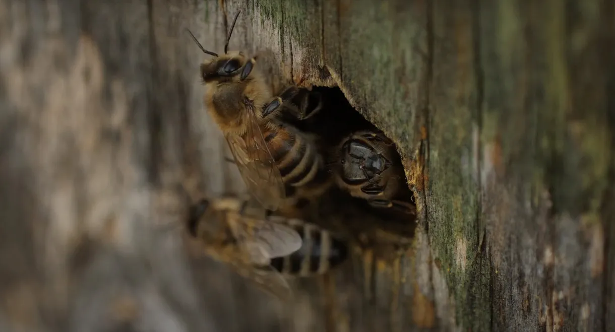 Bees