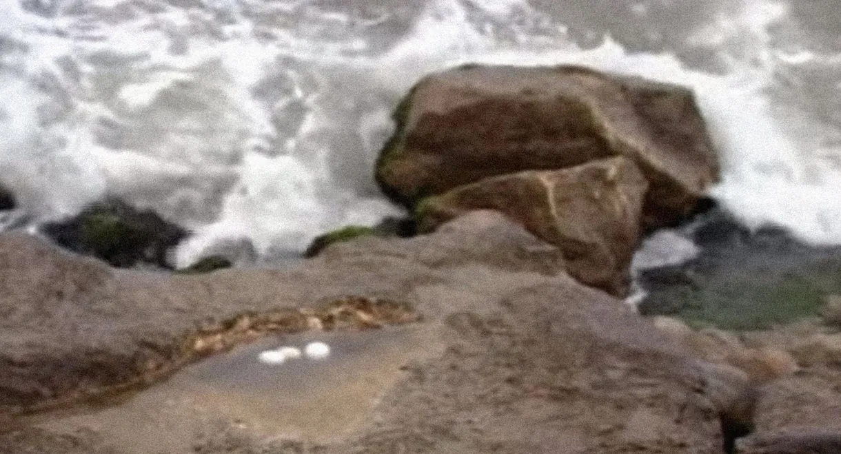 Seagull Eggs