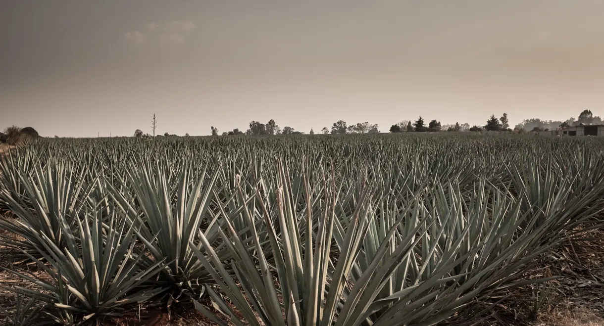 Agave: The Spirit of a Nation