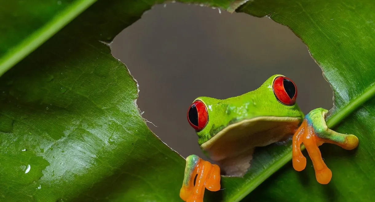 Wild Costa Rica