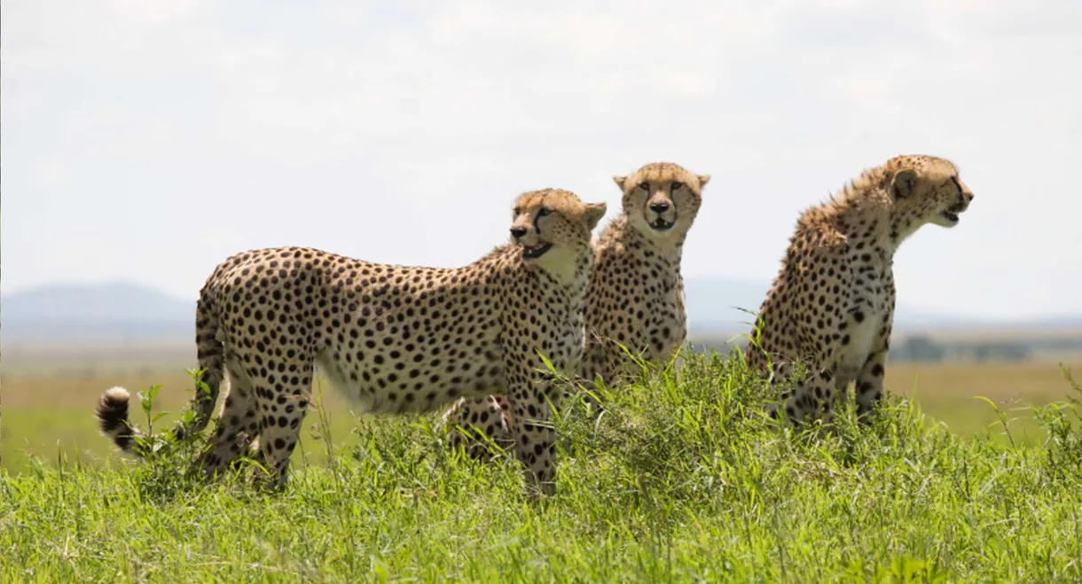 African Cats