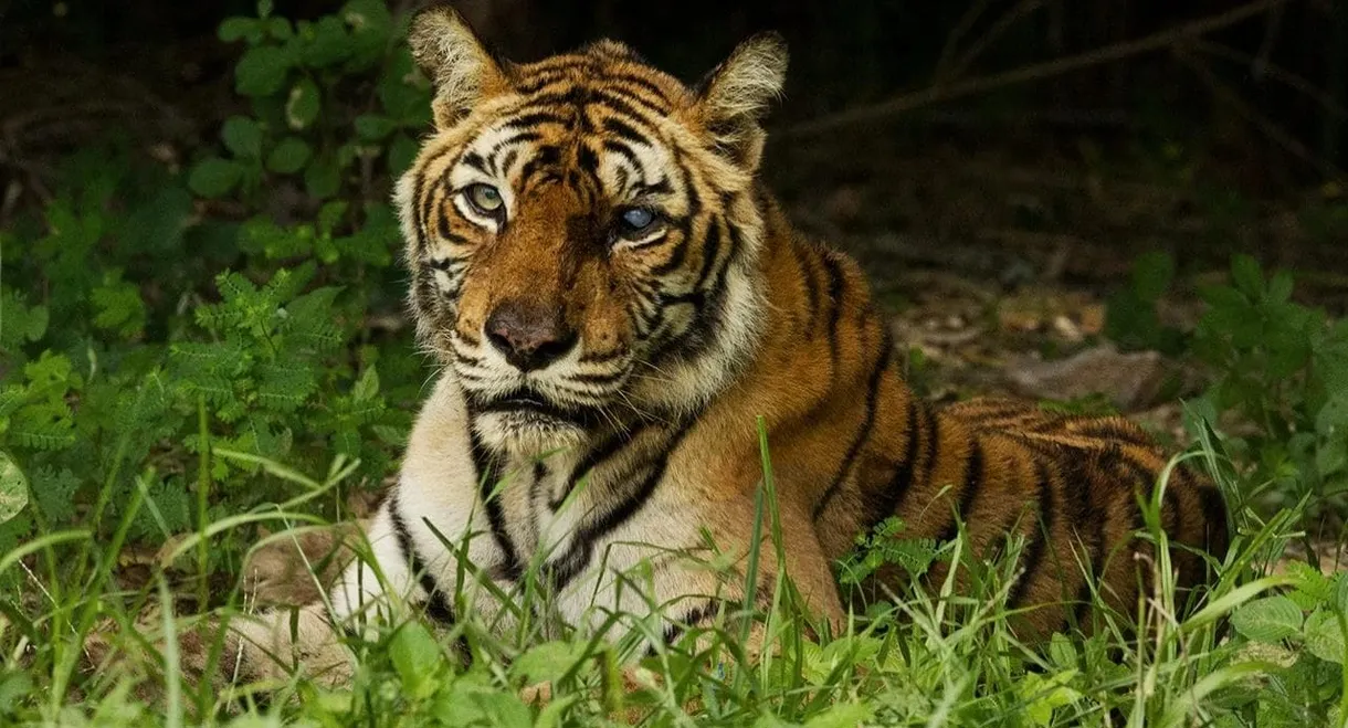 The World's Most Famous Tiger