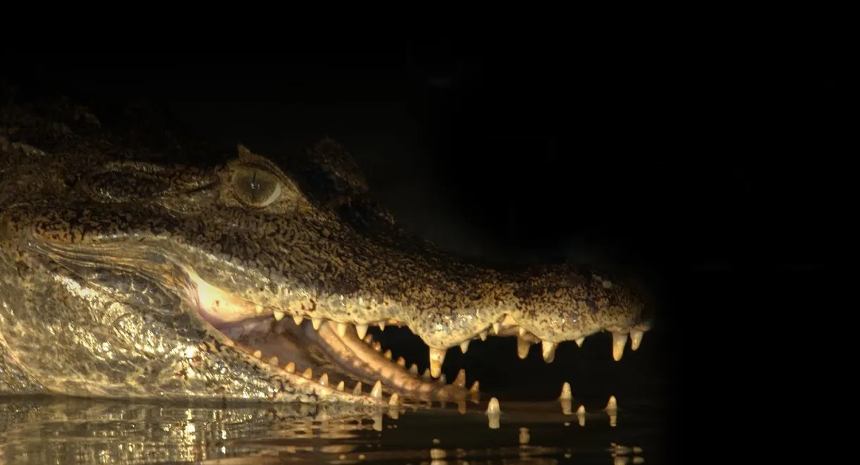 Capturing the Killer Croc