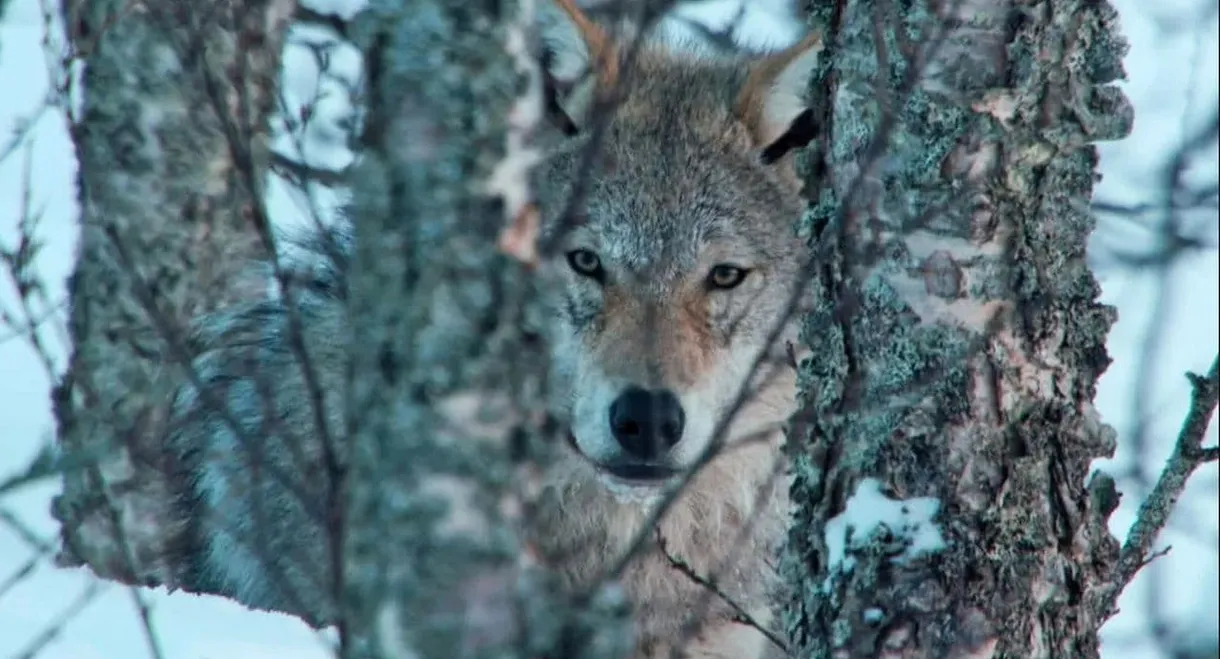 Europe's Last Wilderness