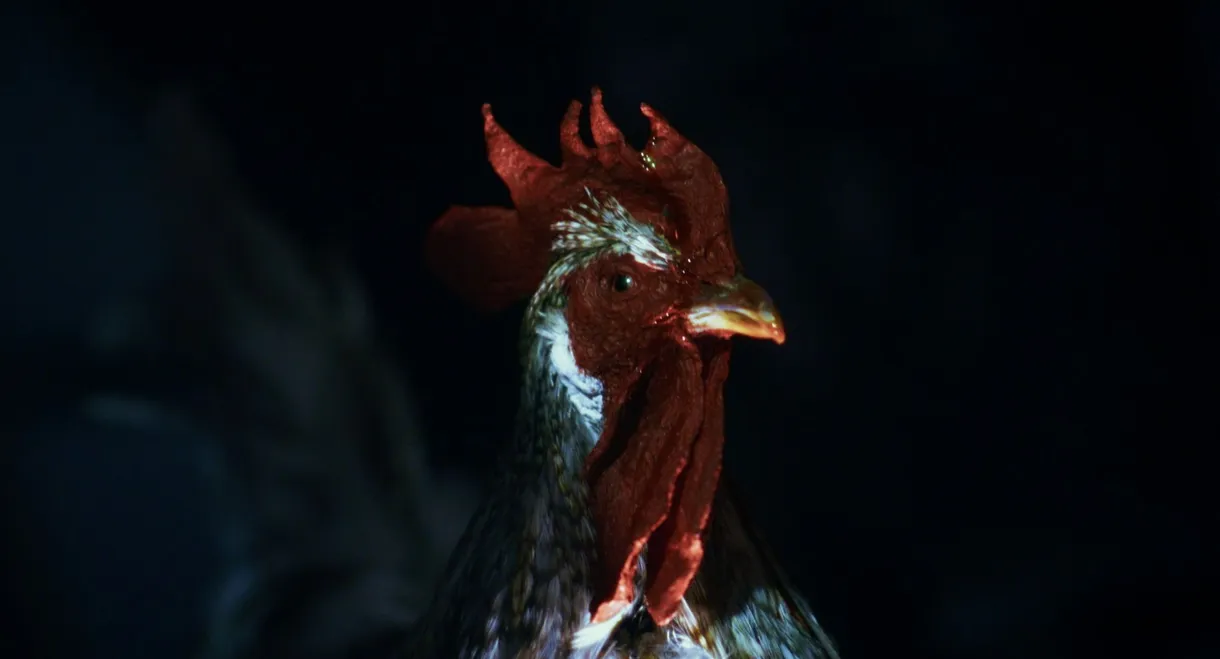 Rooster Road