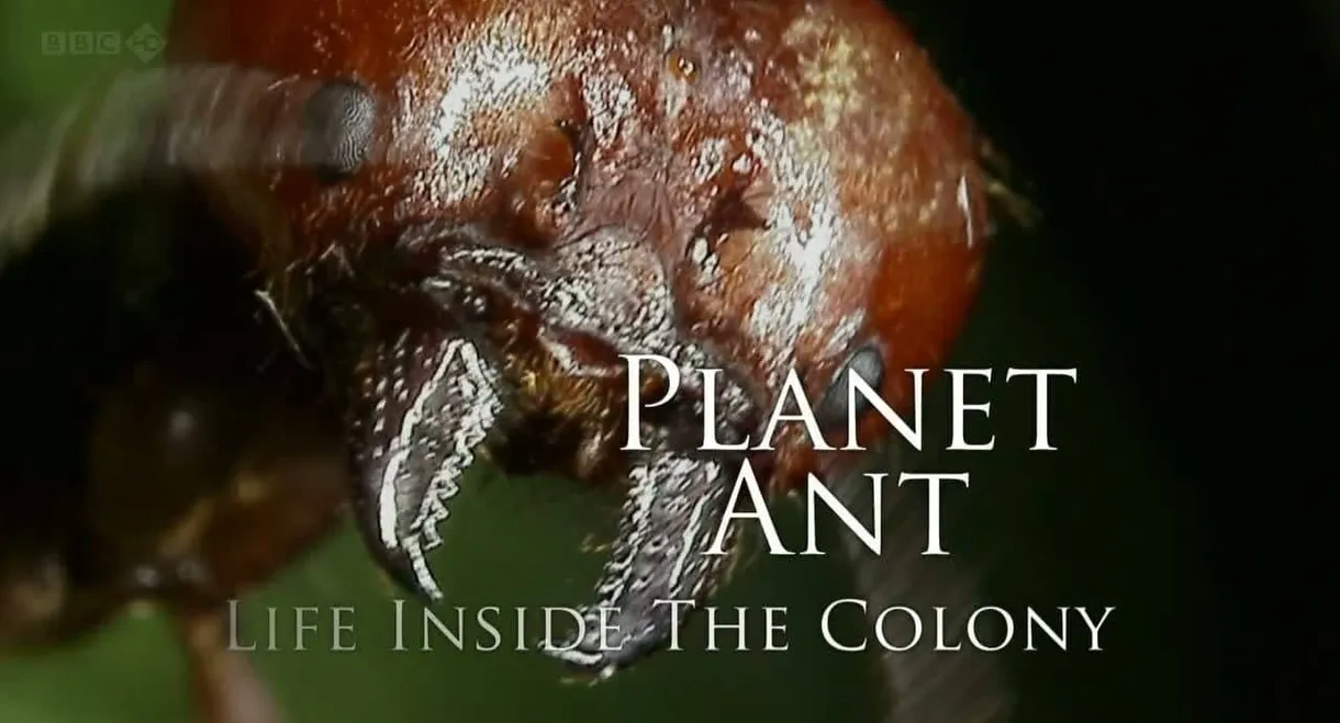 Planet Ant: Life Inside The Colony