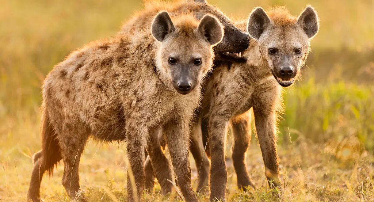 Hyena Coast