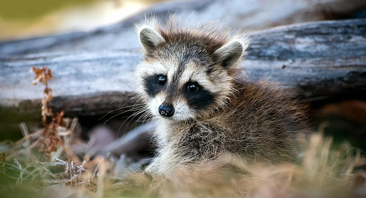 The Raccoon; The King of Survivalism