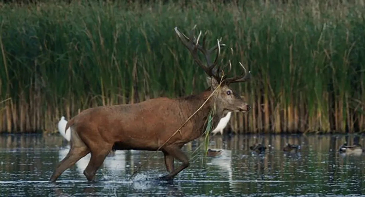 Nature, le retour du sauvage