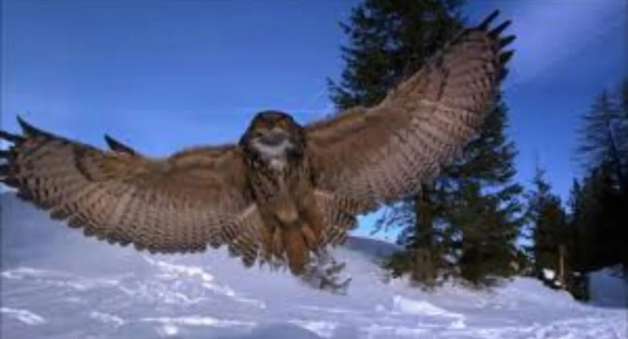 Der Flug der Eule