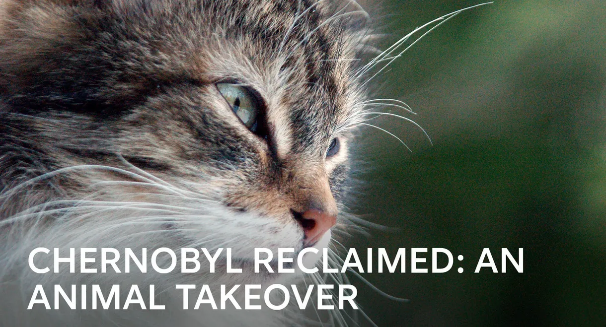 Chernobyl Reclaimed: An Animal Takeover