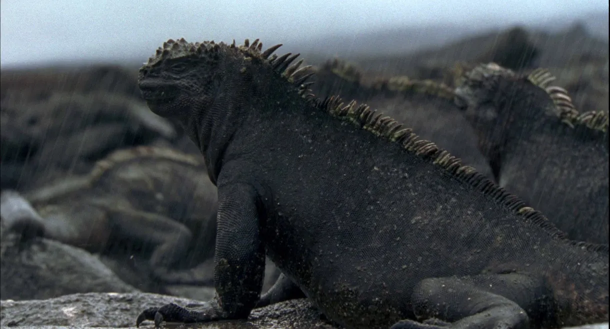 Galapagos