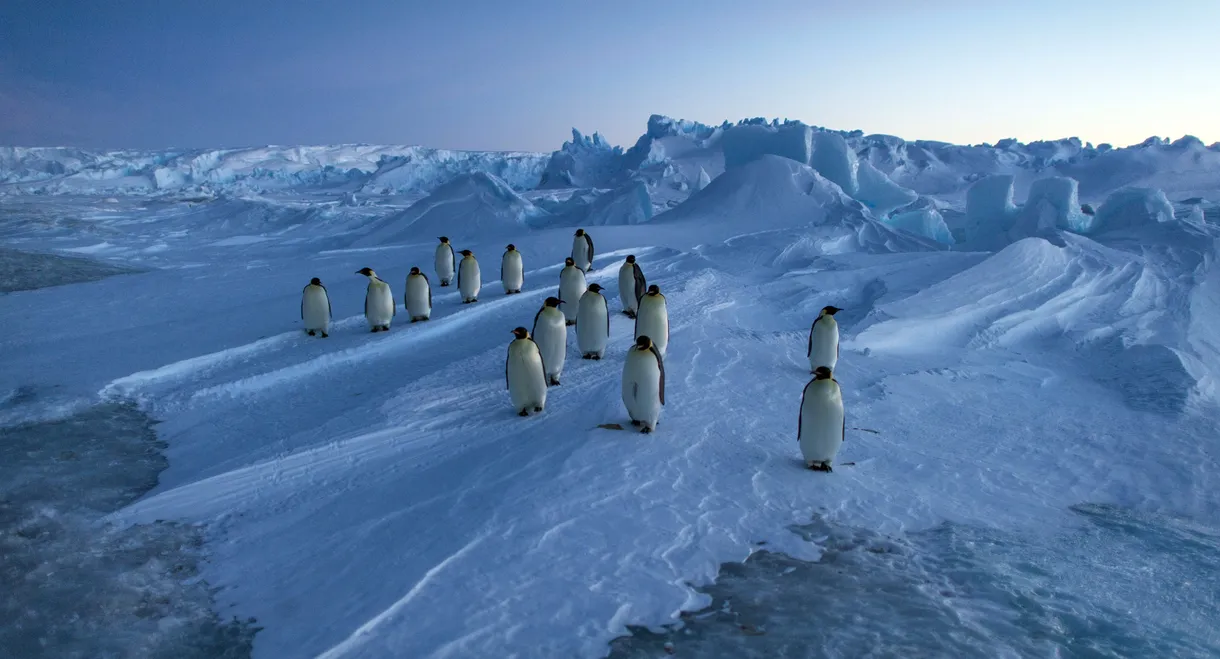 Vincent Munier, éternel émerveillé