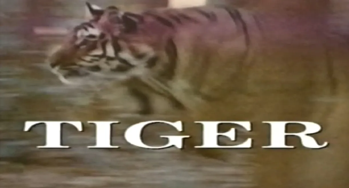 Predators of the Wild: Tiger