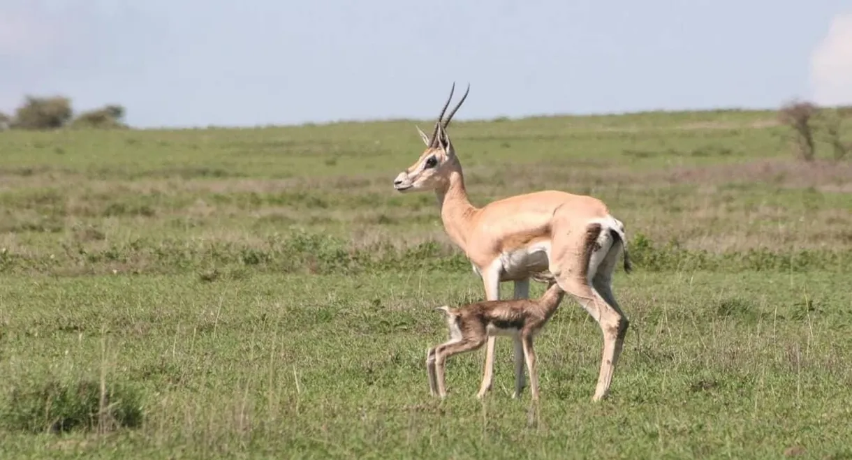 Tanzanie, la nature à l'état sauvage