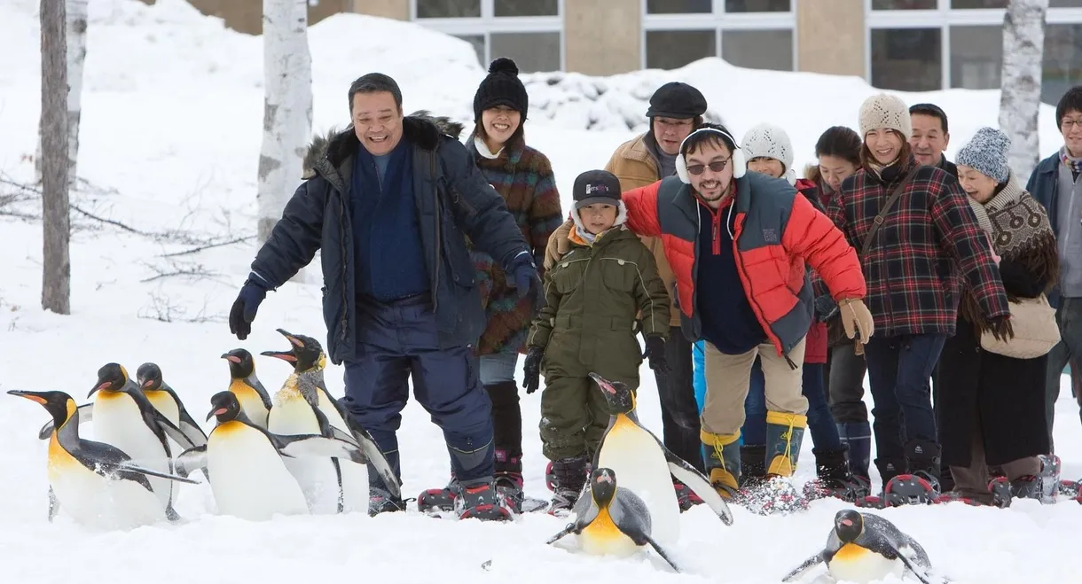 Asahiyama Zoo Story: Penguins in the Sky