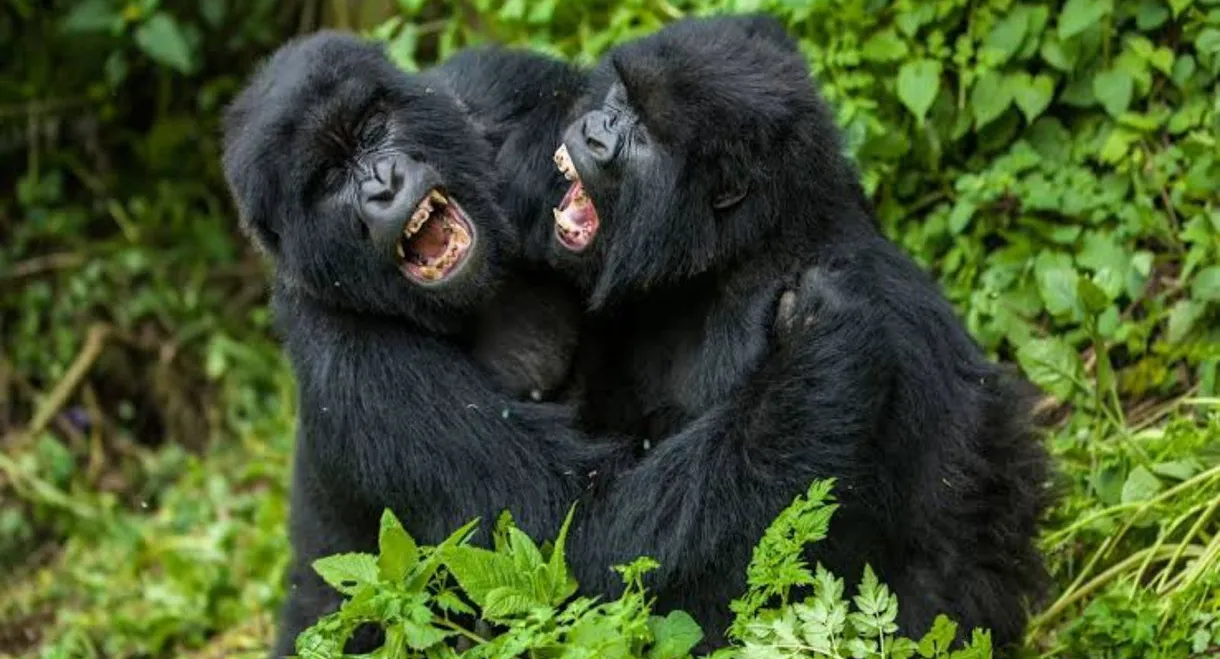 Going Ape: Alpha Male