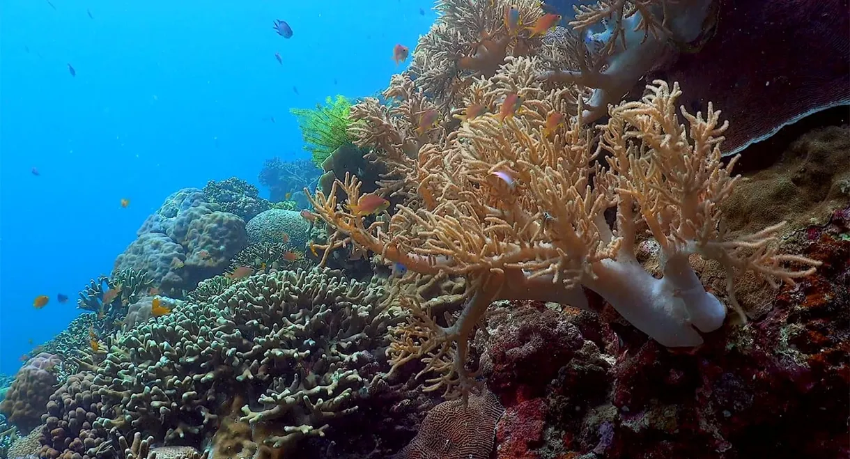 Ocean reefs aquariums (a vitual experience)