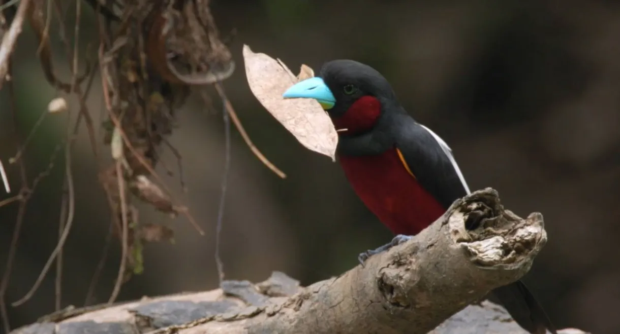 Bornéo, la forêt miraculée