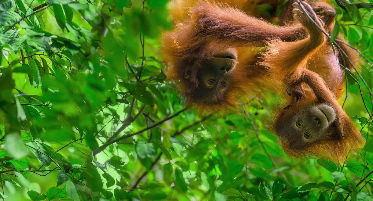 Orangutan