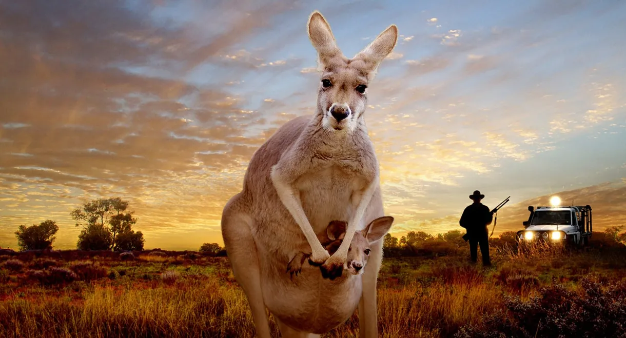 Kangaroo: A Love-Hate Story