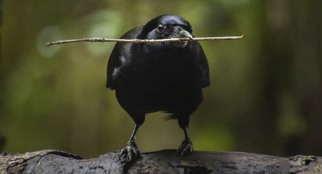 Beak & Brain - Genius Birds from Down Under