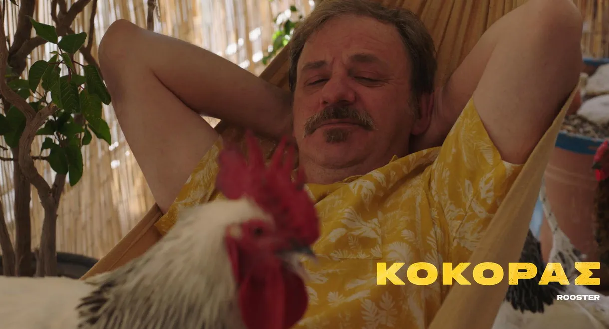 Rooster
