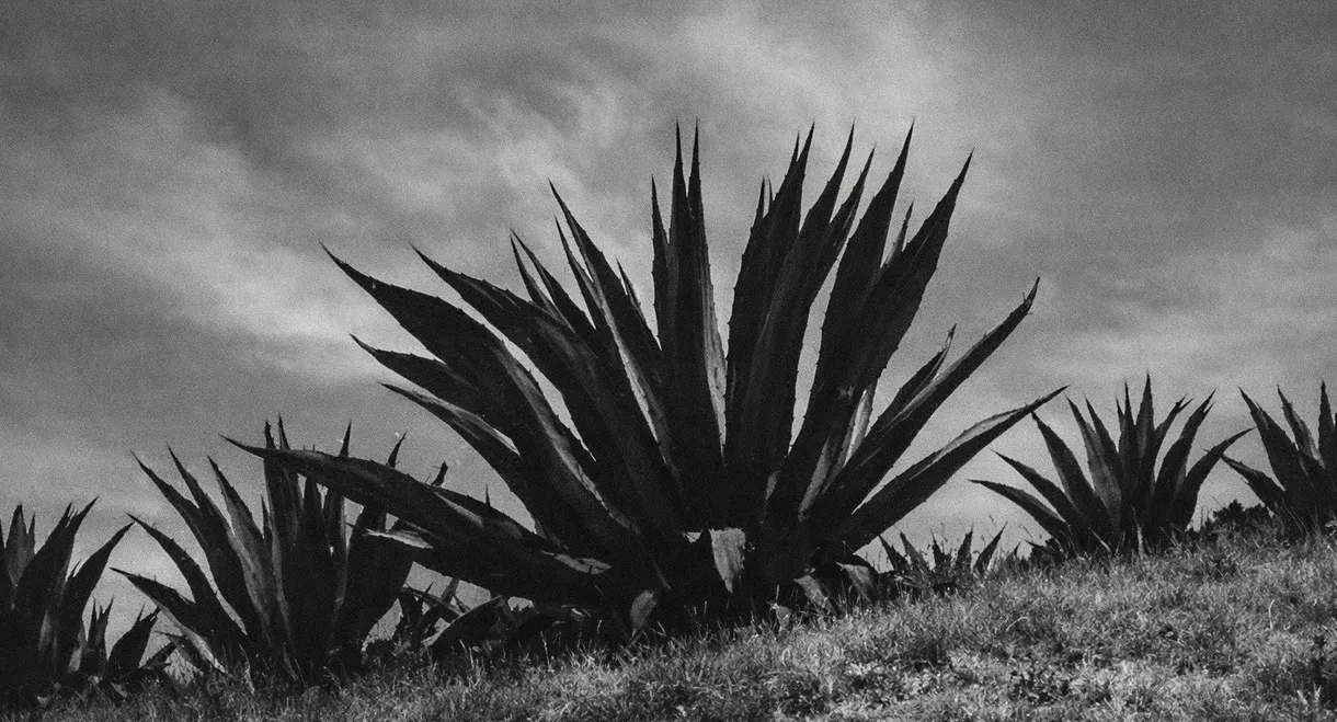 Magueyes
