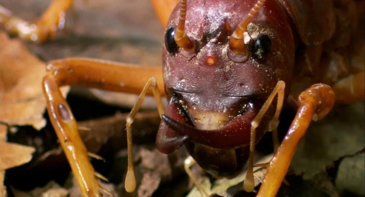 The World's Biggest and Baddest Bugs