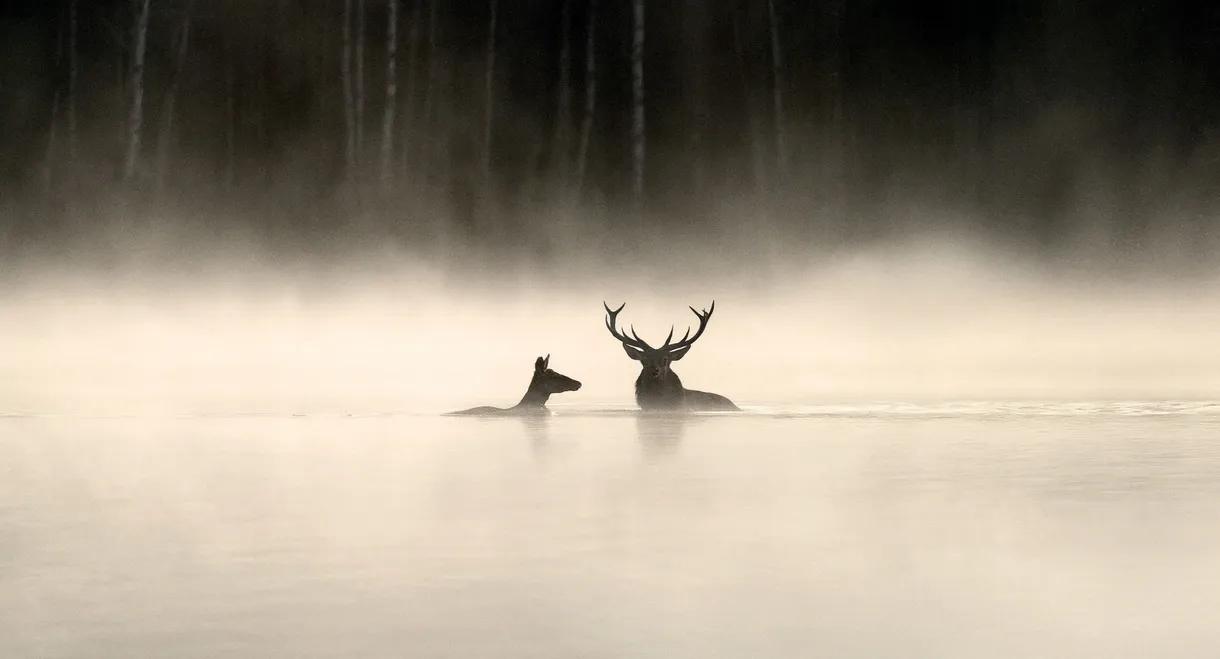 Whispers in the Woods