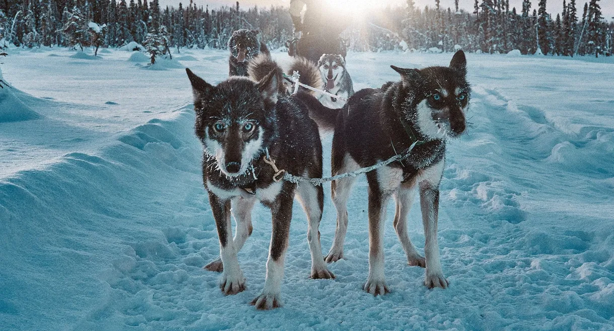 Snow Dogs: Into the Wild