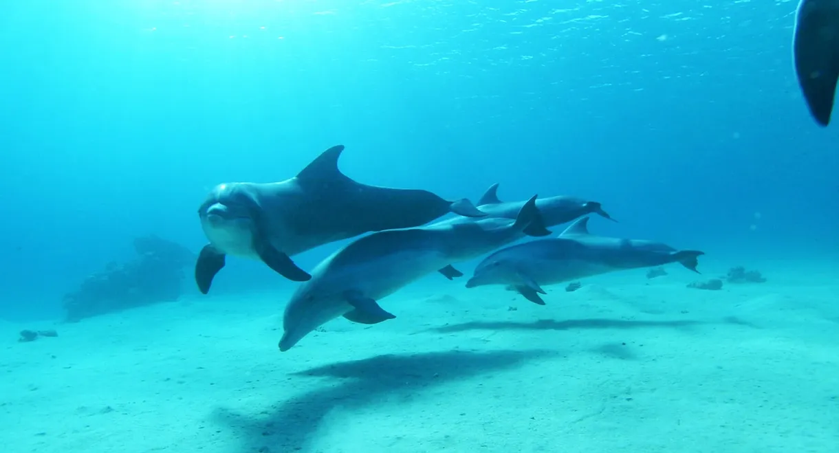 Dolphins in the Deep Blue Ocean