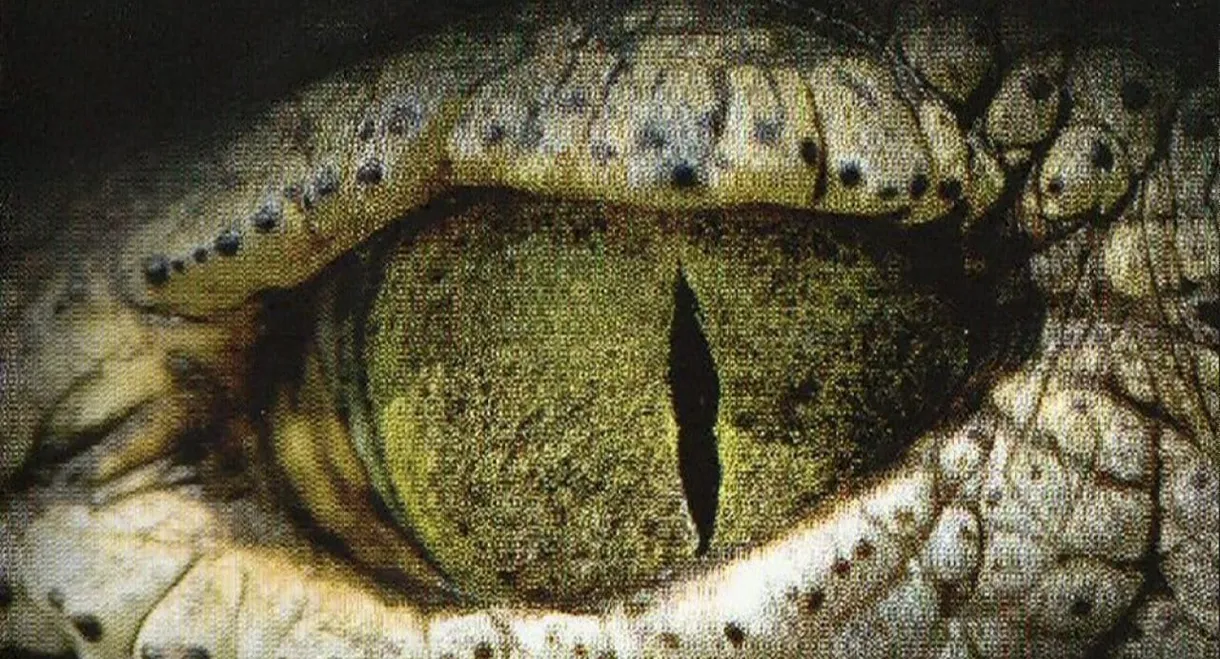 L'oeil du crocodile