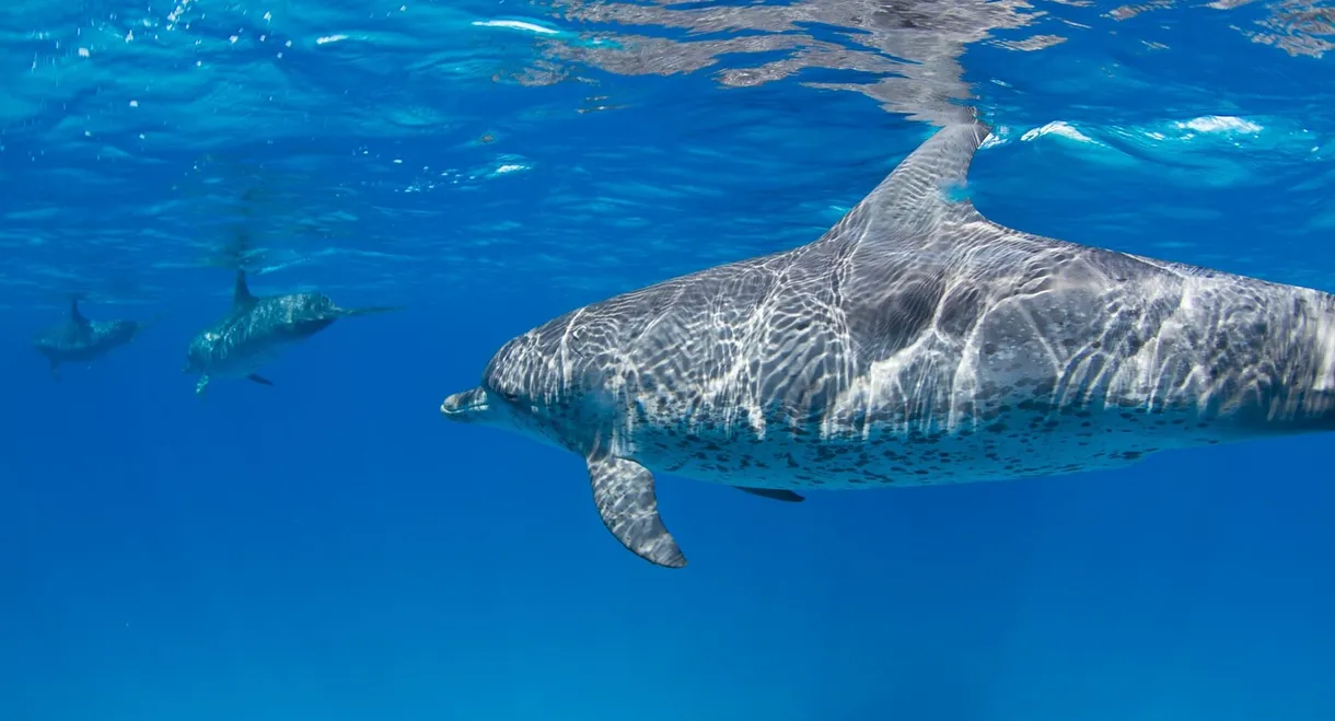 Sharks Vs. Dolphins: Face Off