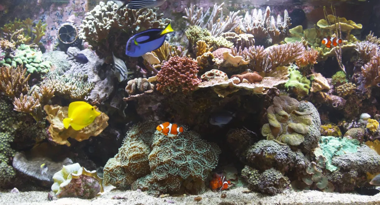 BluScenes: Coral Reef Aquarium
