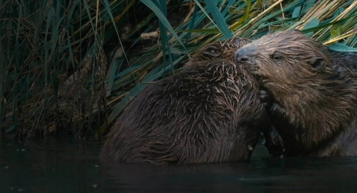 Castor, la force de la nature