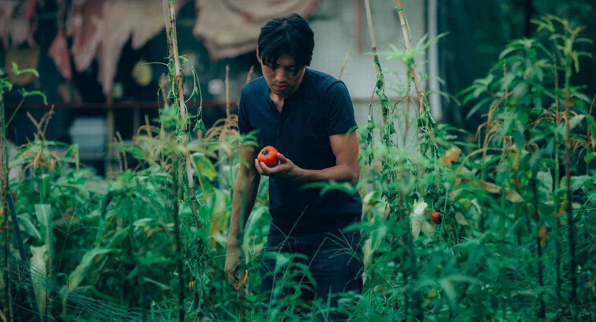 Taste Of Tomato