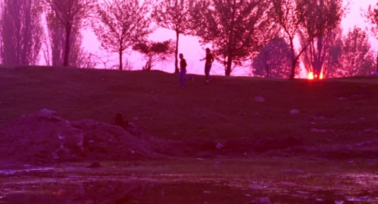 Pink Night