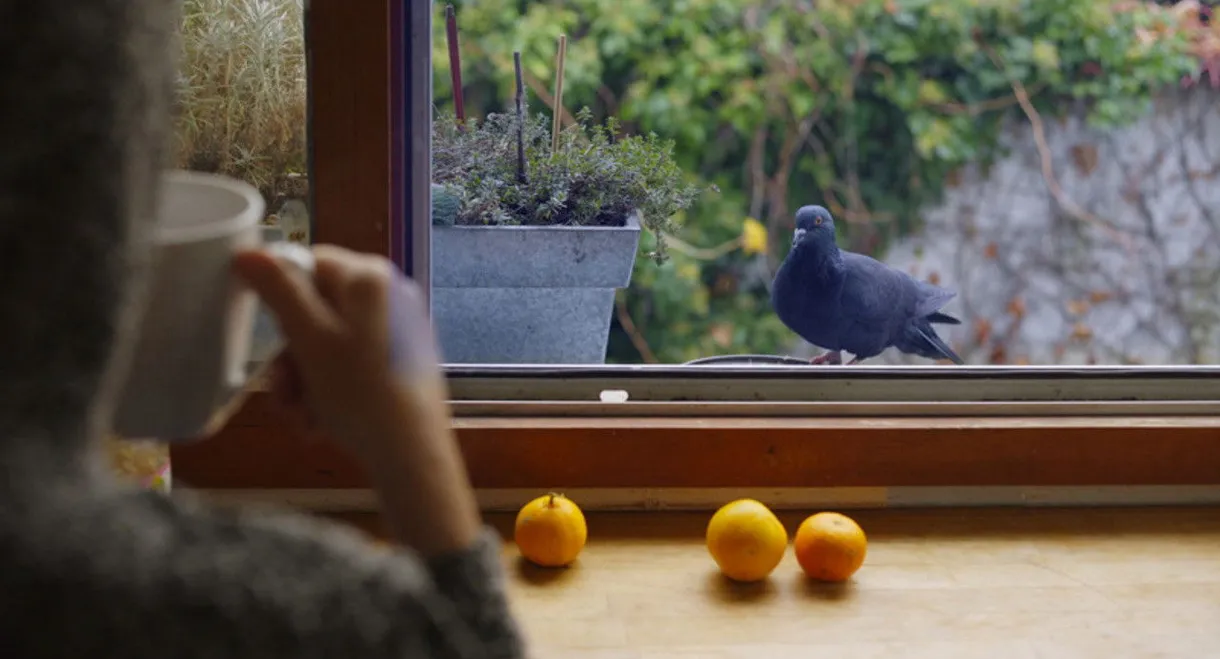 Mes voisins sauvages