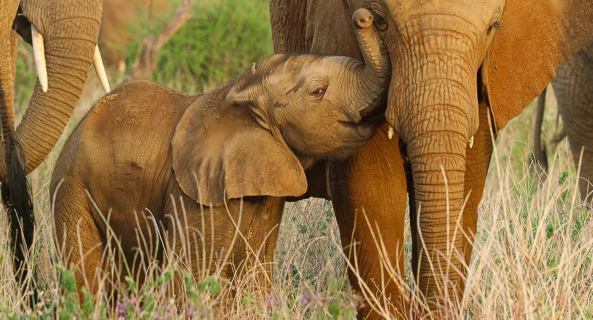 Wild Babies