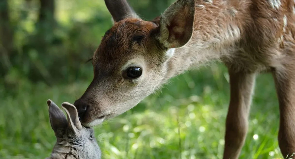 Bambi, a Life in the Woods