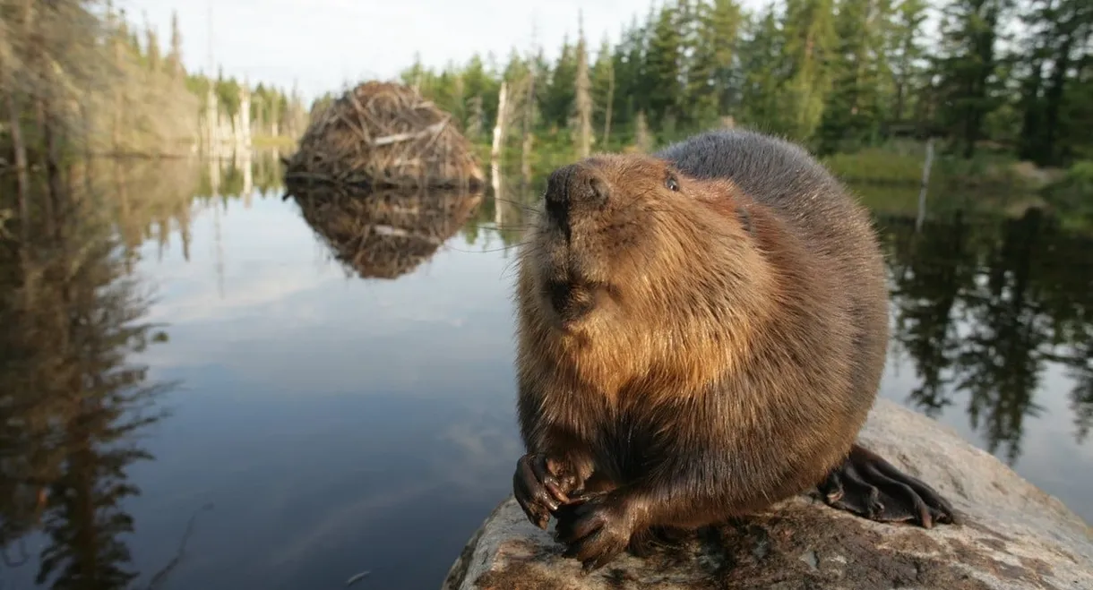 White Tuft, the Little Beaver