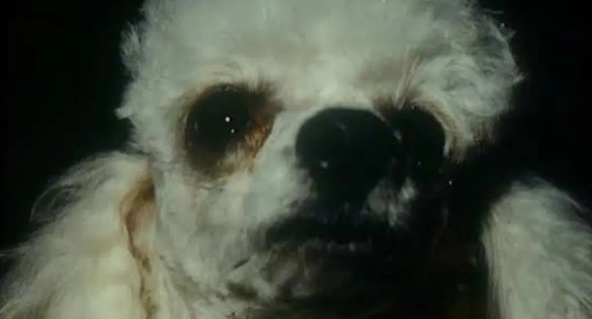 A Dog's Ransom