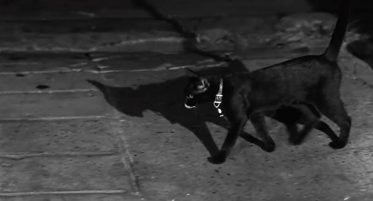 The Fat Black Pussycat