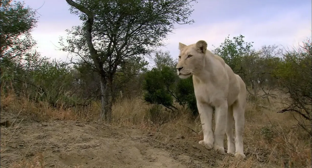 The White Lions