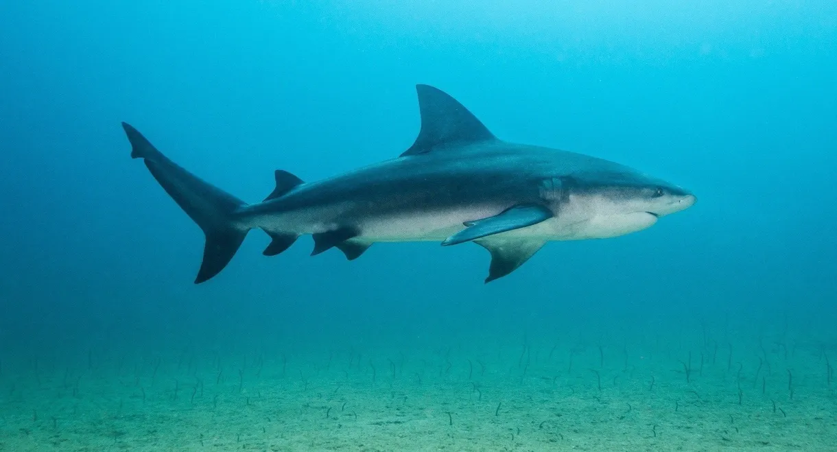 Backyard Bull Sharks