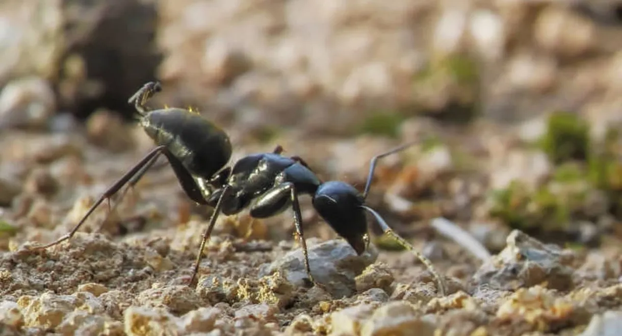 Au royaume des fourmis