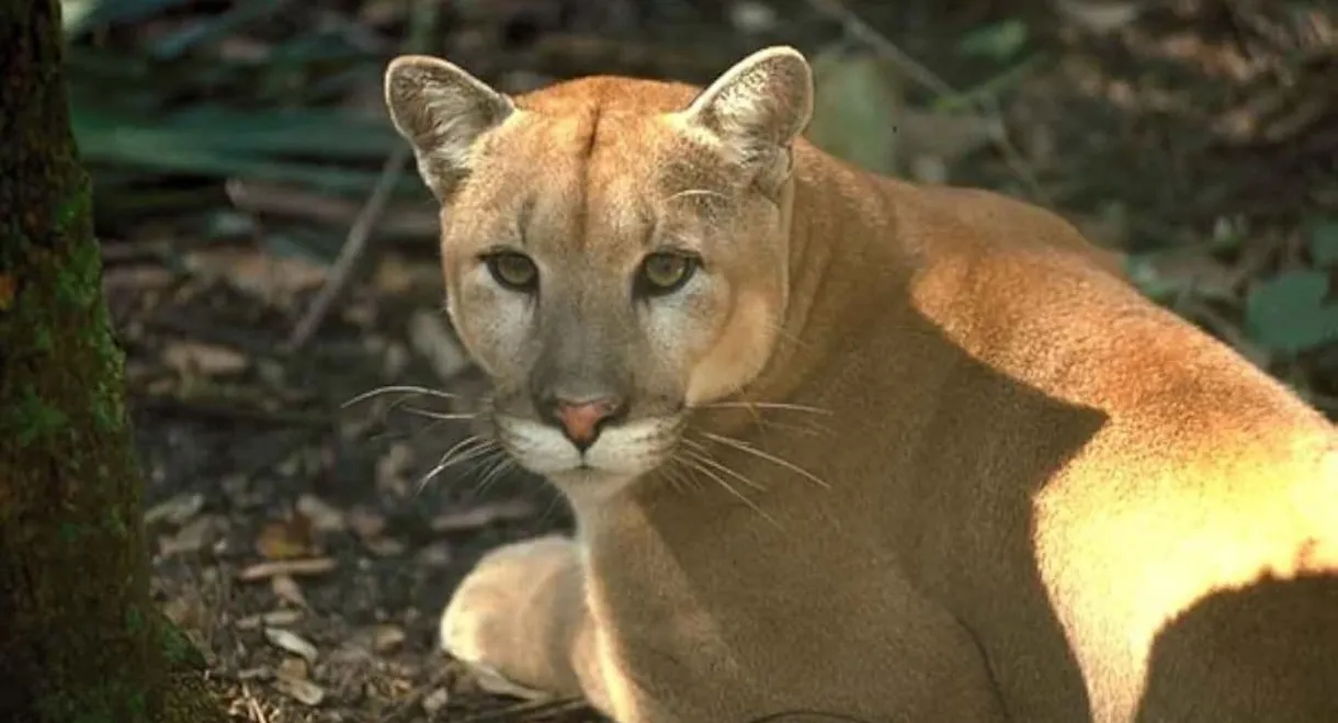 Shokee, the Everglades Panther