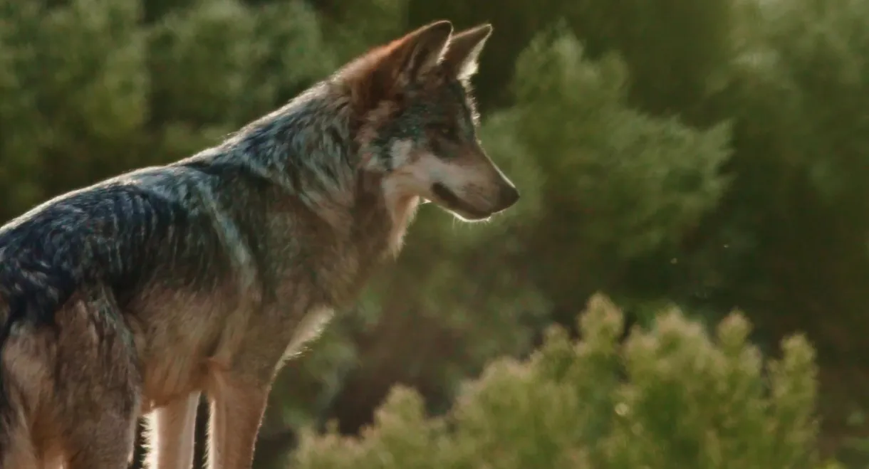 Lobo Mexicano